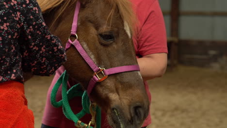 african american girl brushing a brown horse