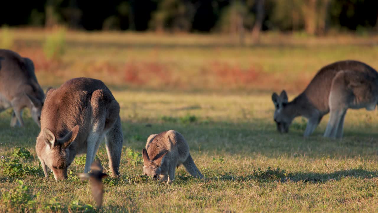 Adult kangaroo and young joey eat grass in a sunlit field, with warm natural lighting and gentle camera movement capturing peaceful wildlife behavior