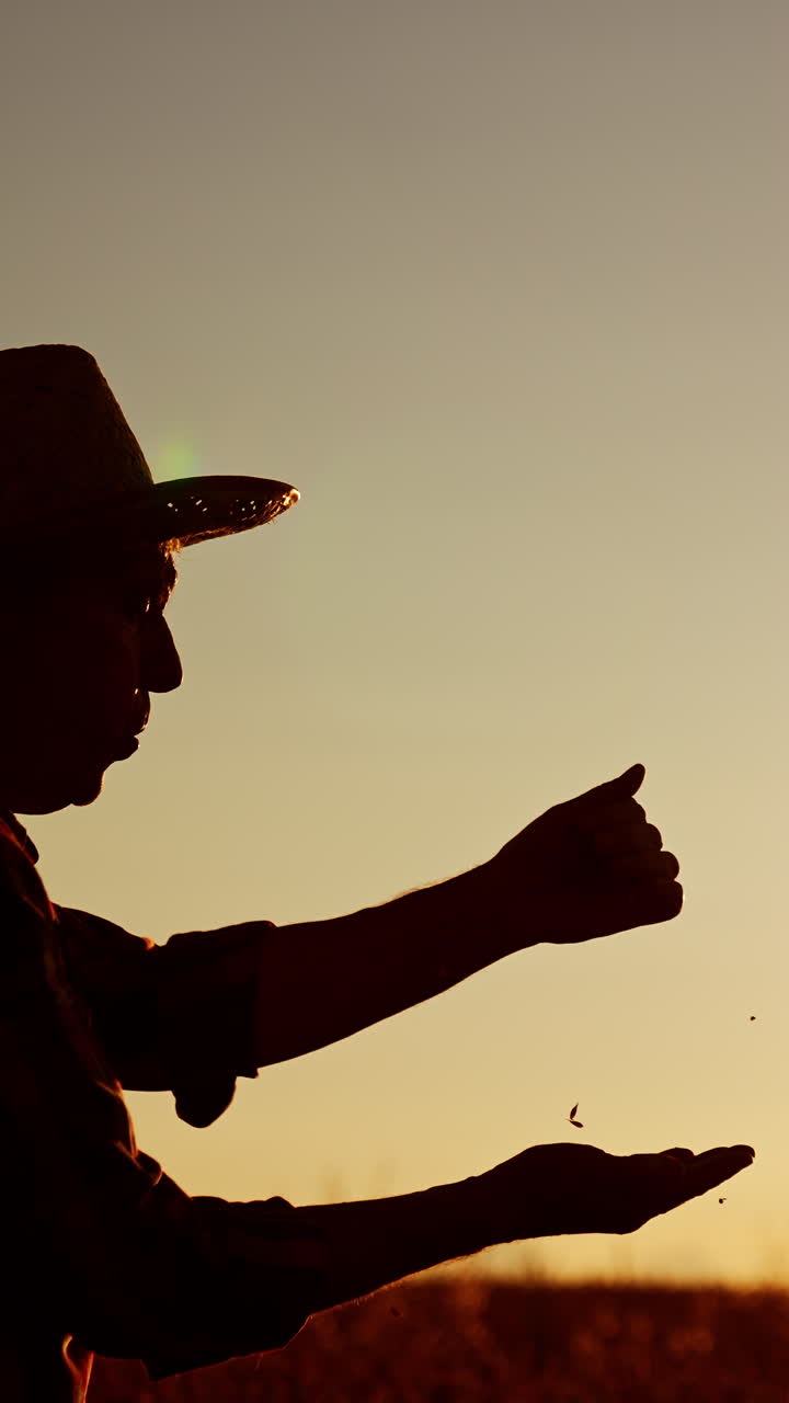 Silhouette of a senior man in hat pouring grain in the field at sunset. Farmer is getting ready for harvest season. Vertical video
