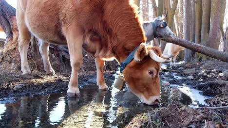 cows drinking water in nature in sunlight