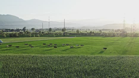 Cows-running-on-meadow-near-corn-field-in-rural-area-on-sunny-day,-aerial-view