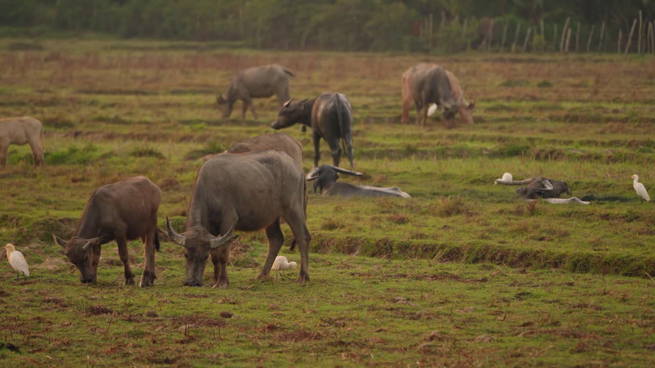 태국 버팔로 그룹이 해가 뜨는 동안 을 고 있습니다. 송아지, 연못, 태국, 코야오노이 섬, 아시아
