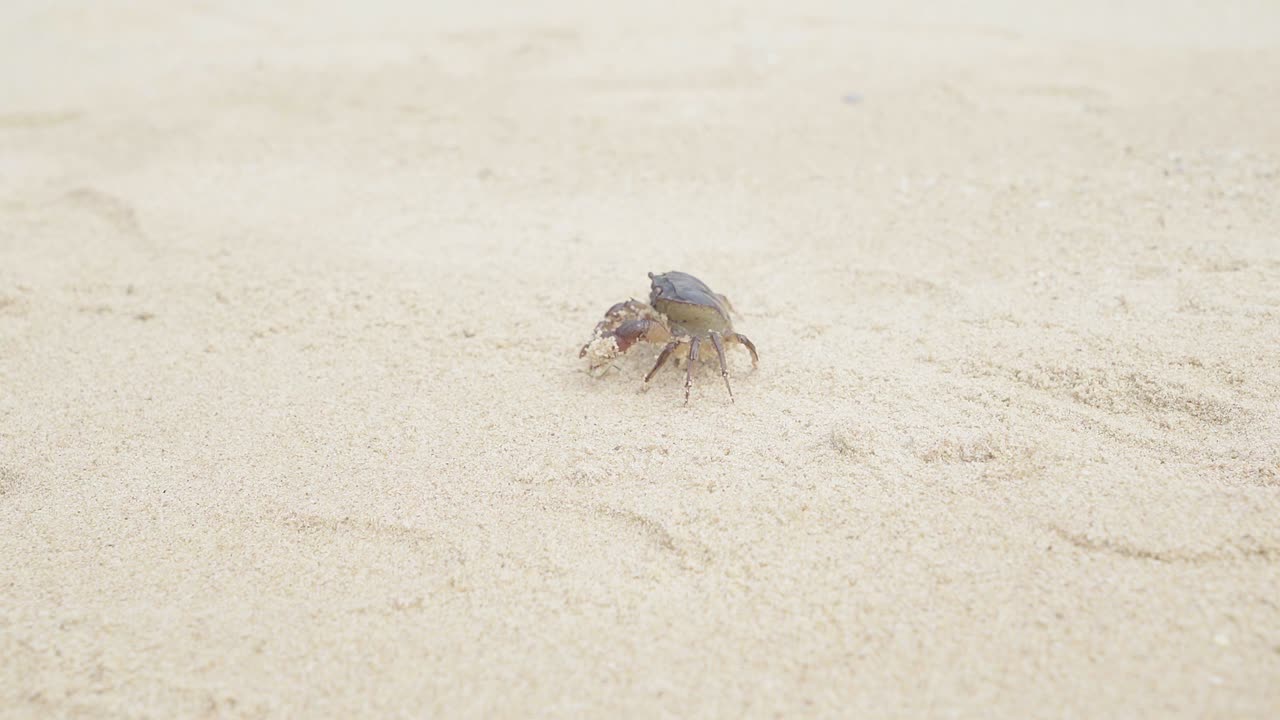 Small crab trying to attack and step back