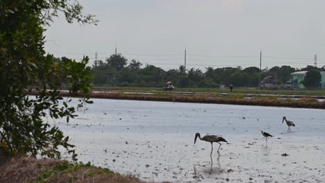 Long-legged-predatory-bird-seen-flying-away,-Grey-Heron,-Ardea-Cinerea