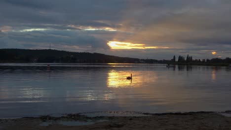 one swan in a lake at sundown