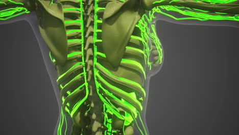 detailed representation of human blood vessels in the leg region
