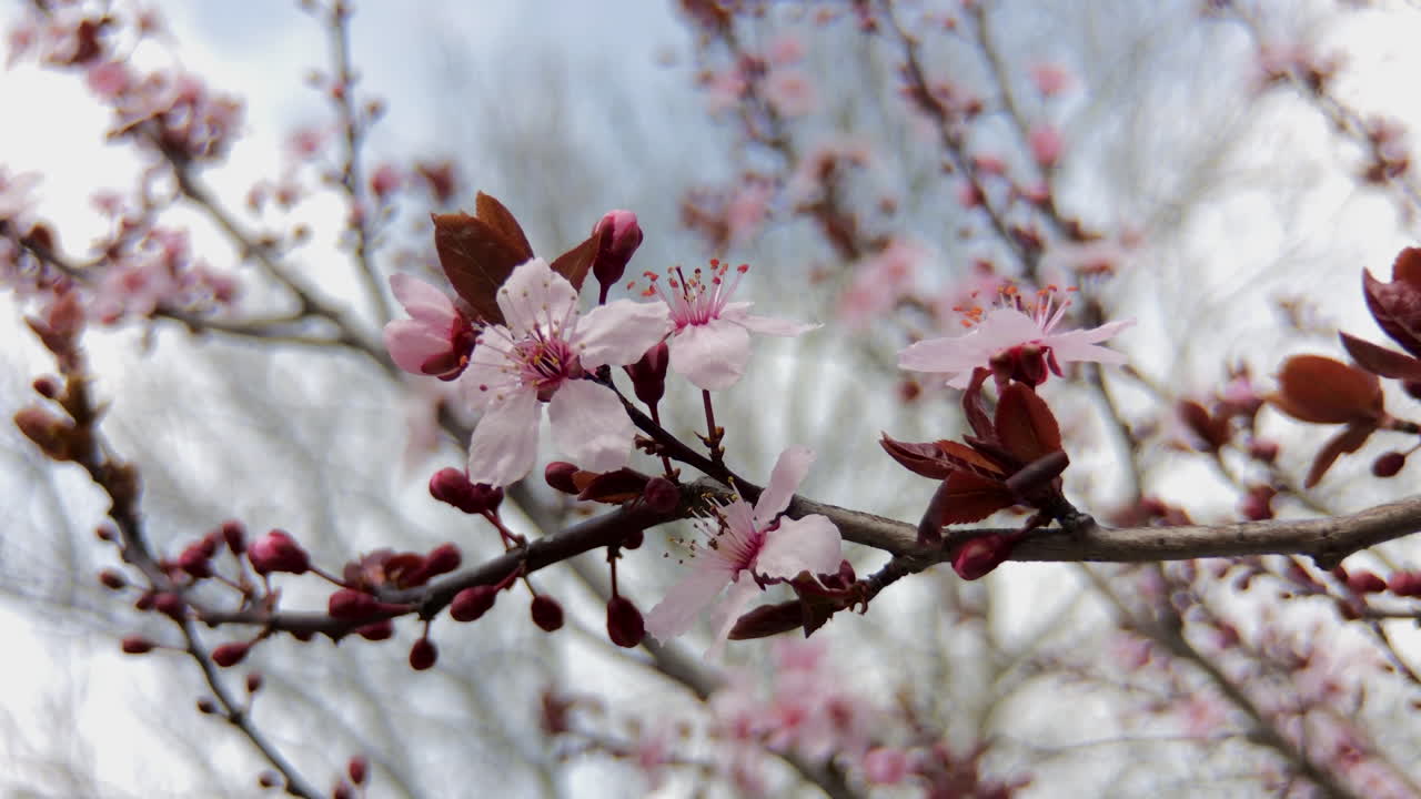 Fiori di primavera in fiore