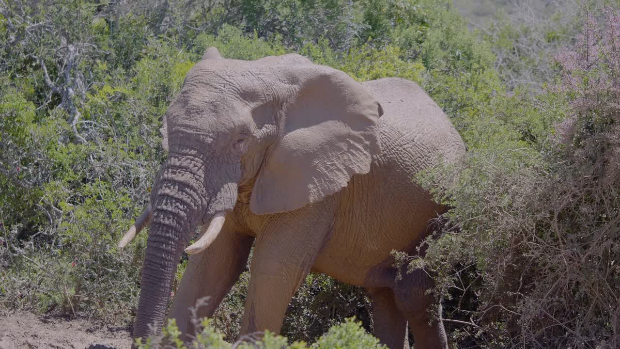 African Elephant Dust Bath
