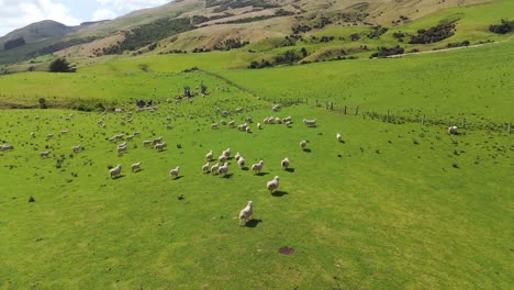 Aerial-establishing-shot-of-running-sheep-on-grassy-pasture-in-New-Zealand