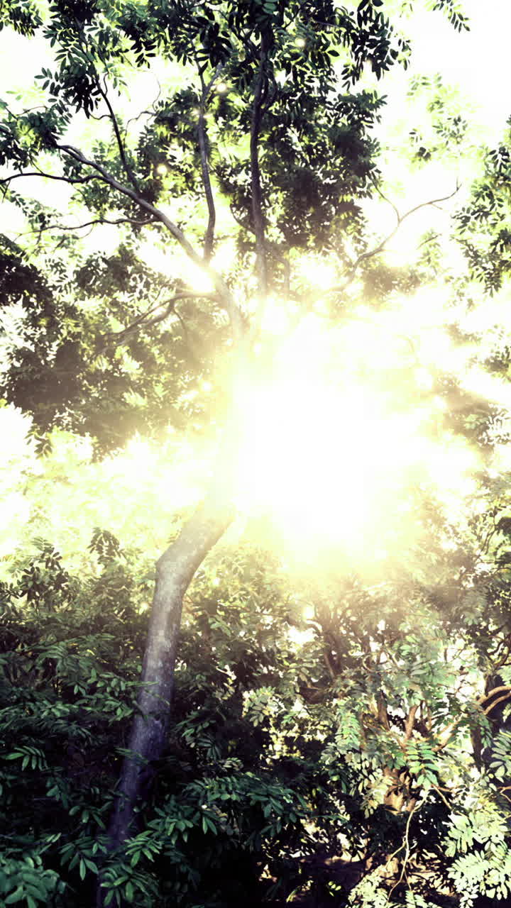 Sunlight filters through lush foliage in a vibrant forest setting