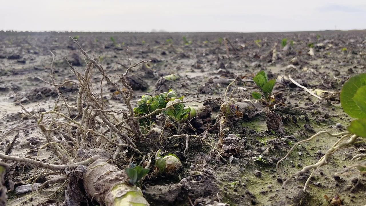 Piante di cavolini di Bruxelles giacciono tagliate e sparse lungo una costa fangosa della California.