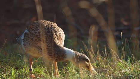 Domestic-duck-feeds-on-the-grassy-lawn