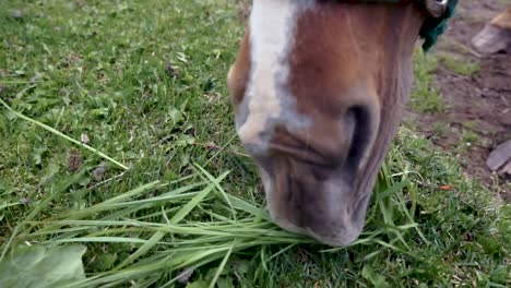 caballo marrón pastando en la hierba en el pasto de cerca