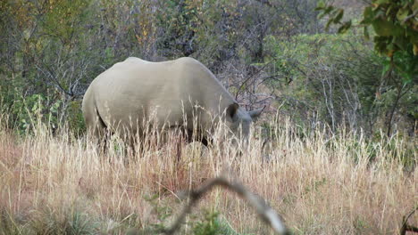 two rhinoceros eating grass on savana, wildlife in lesotho, south africa