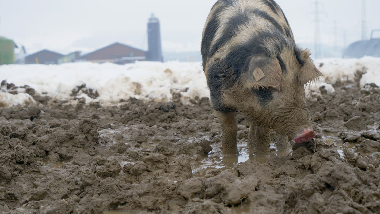 Primo piano di un grande maiale peloso che scava con il muso nel fango durante una giornata nevosa d'inverno in una fattoria.