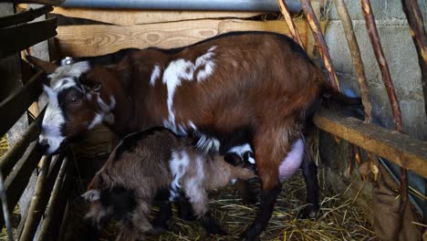 Little-goat-sucking-mother's-milk,-breastfeeding-newborn-baby-goat-in-stall