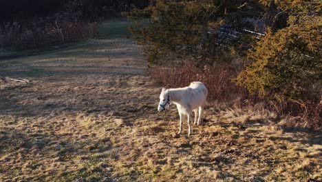 Orbit-Shot-of-Horse-at-Golden-Hour