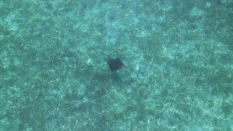 Spotted-Eagle-Ray-in-the-Caribbean-Sea-from-top-down-drone-perspective