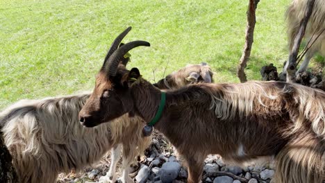 toma de pov de ancho medio de mirar cabras en un pequeño prado en südtirol, italia