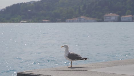 la gaviota de pie junto al mar.