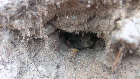 a bug crawls in front of a western toad that is hiding in its burrow