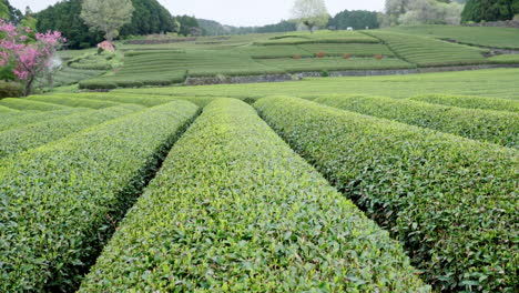 close up de las plantaciones de té de fondo en japón en un día nublado