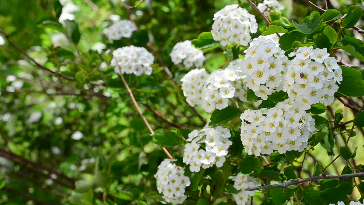 Spirea alpine spring flower - white flowering shrub. Bush in the spring