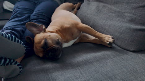 slowmotion: french bulldog stretches on the couch, lies in its legs close to its guardian, the dog's legs are outstretched and he's looking at the side