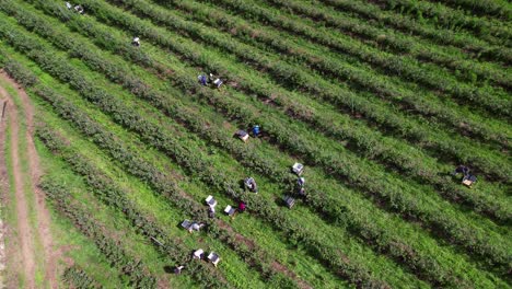 Flying-Over-Workers-Picking-Blueberries-in-Blueberry-Farm-4k