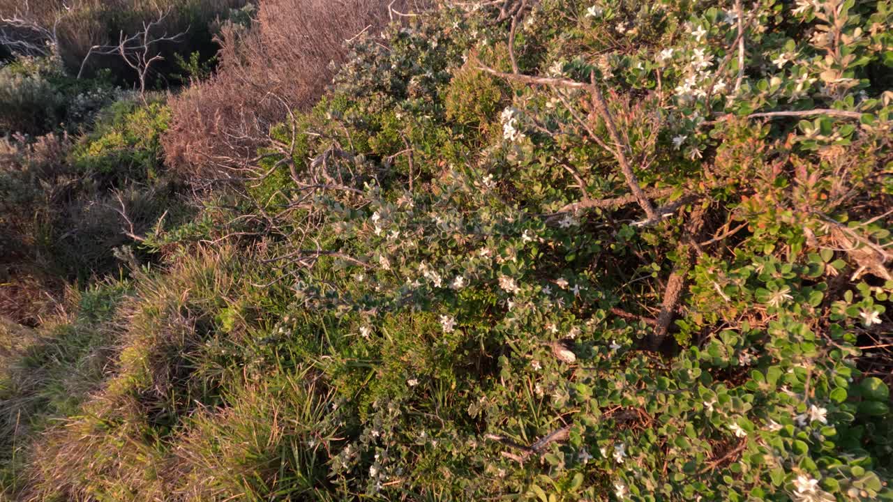 la exuberante vegetación costera del árbol del té en melbourne