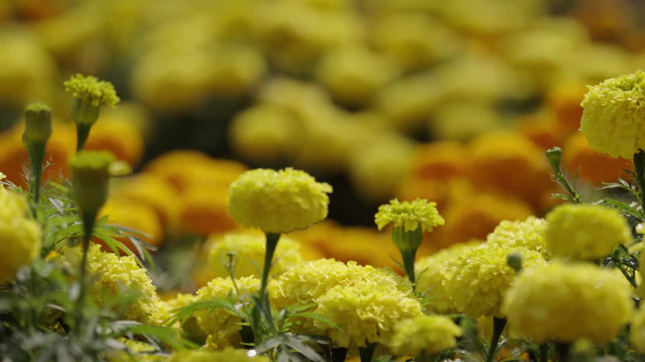 Le calendule stanno sbocciando in giardino