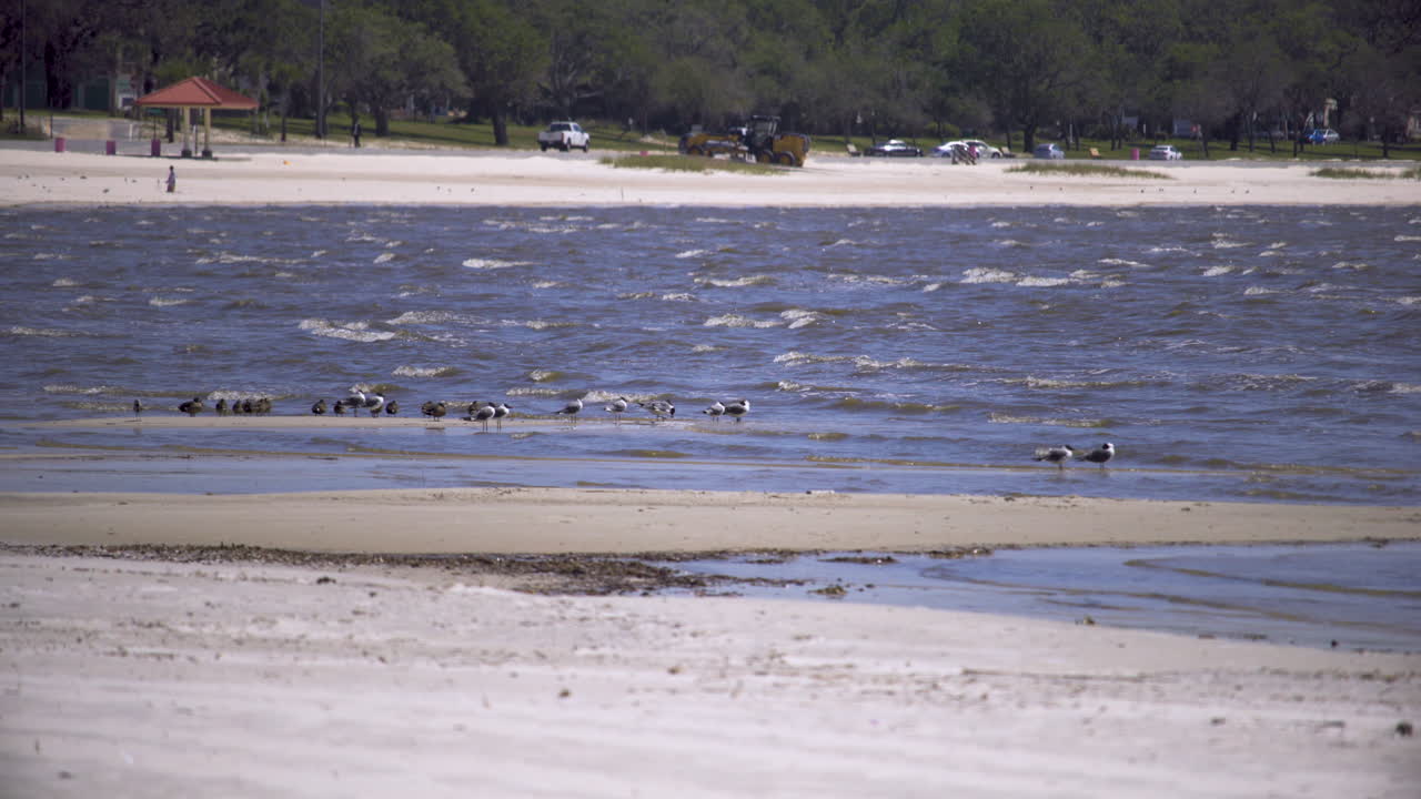 갈매기 한 마리가 날아갈 때 미시시피 해안의 백사장 반도에 갈매기 무리가 모여듭니다.