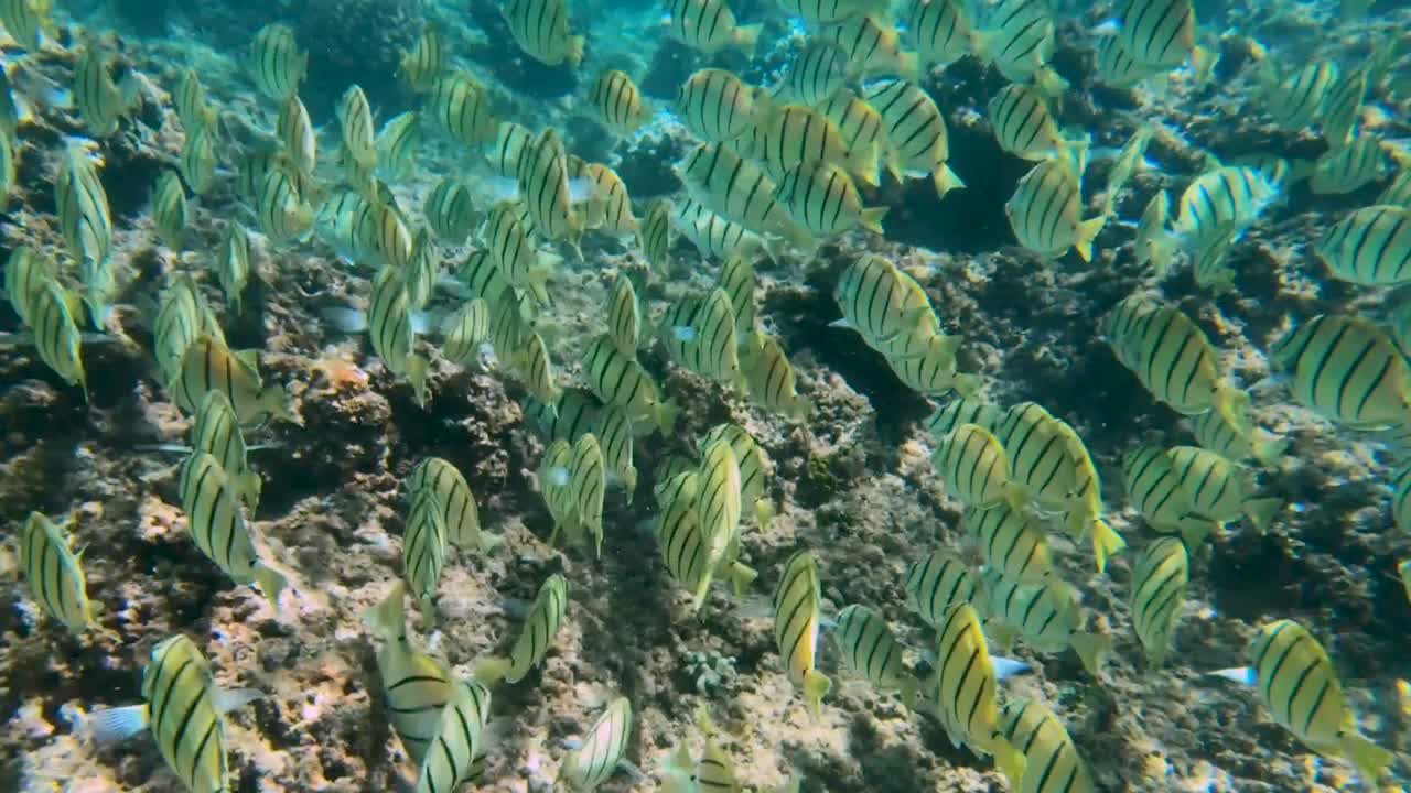 cerca de convicto tang peces nadando y alimentándose a lo largo de arrecifes de coral