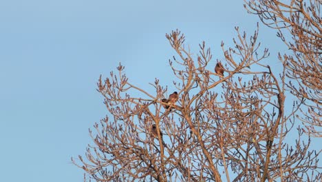 Pájaros-Miná-Indios-Comunes-Posados-En-Un-árbol-Desnudo,-Día-Ventoso,-Hora-Dorada,-Australia,-Gippsland,-Victoria,-Maffra