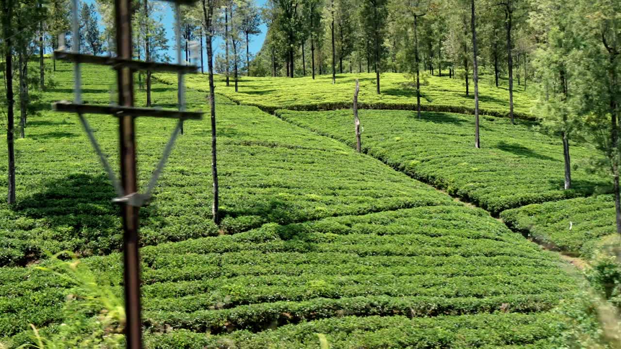 Scenic footage capturing the rolling green tea plantations viewed from a moving train on the Ella–Kandy route in Sri Lanka.