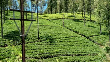 scenic footage capturing the rolling green tea plantations viewed from a moving train on the ella–kandy route in sri lanka.
