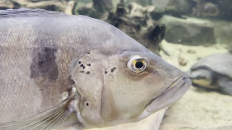 large fish slowly and happily swims through a pool close to the camera