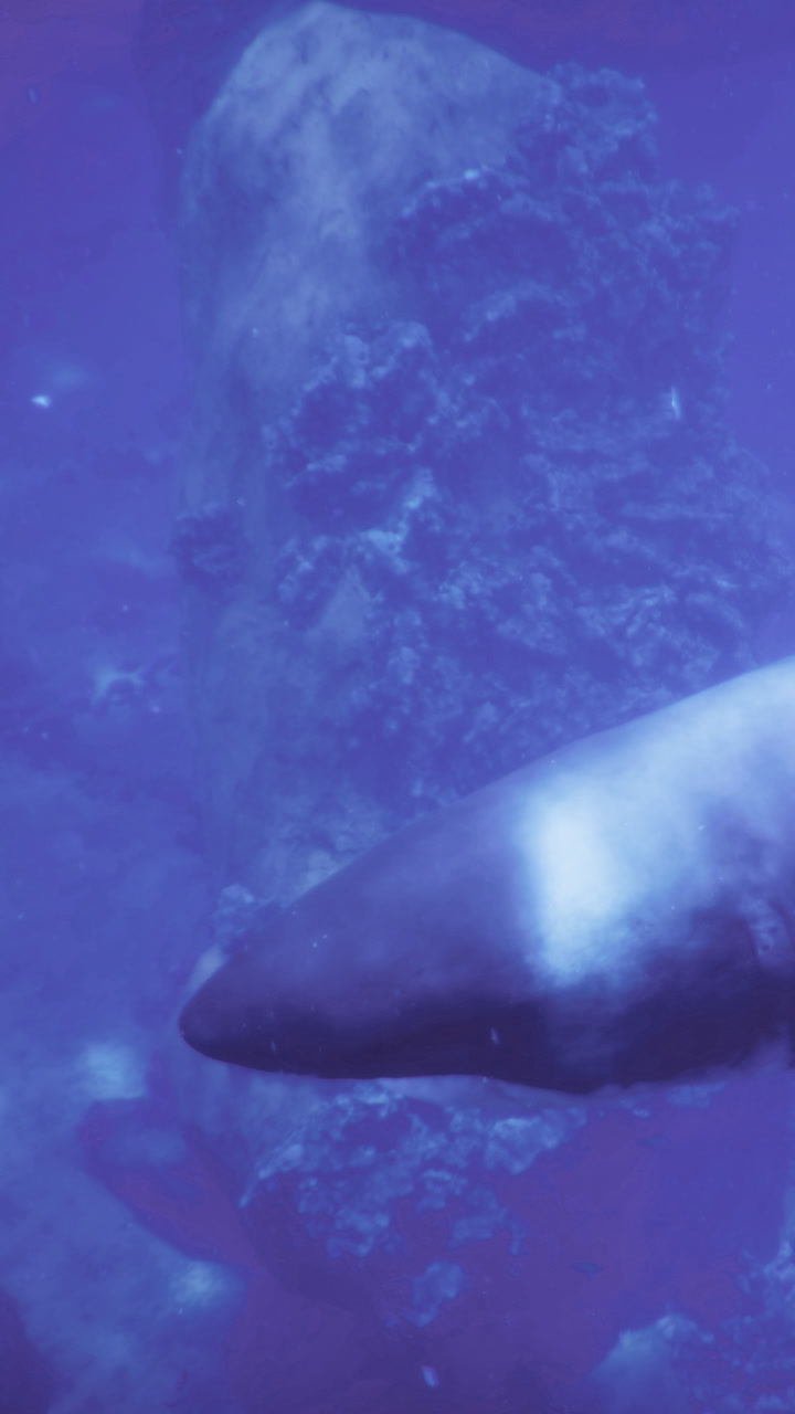 Large marine animal swimming near rocky underwater surface in blue water