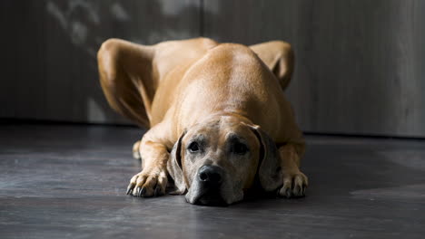 rhodesian ridgeback dog lying lazily on a wooden floor by the door