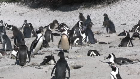 Adorables-Pingüinos-Africanos-En-La-Costa-Arenosa-De-Sudáfrica