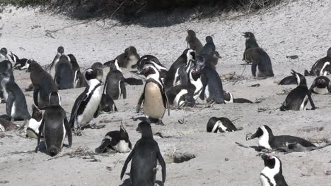 adorable african penguins on sandy coastline of south africa