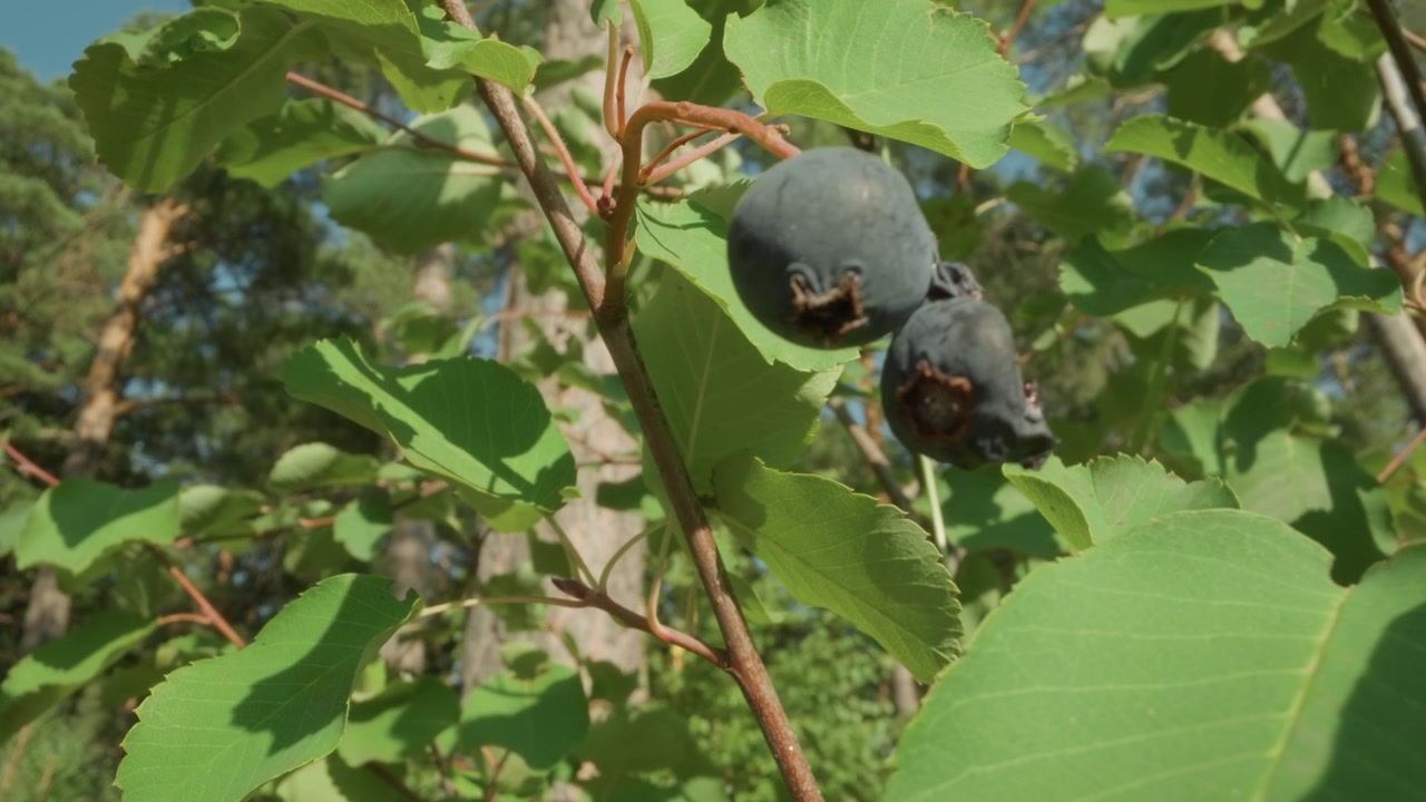 Bacche scure e foglie verdi su un ramo in una foresta soleggiata