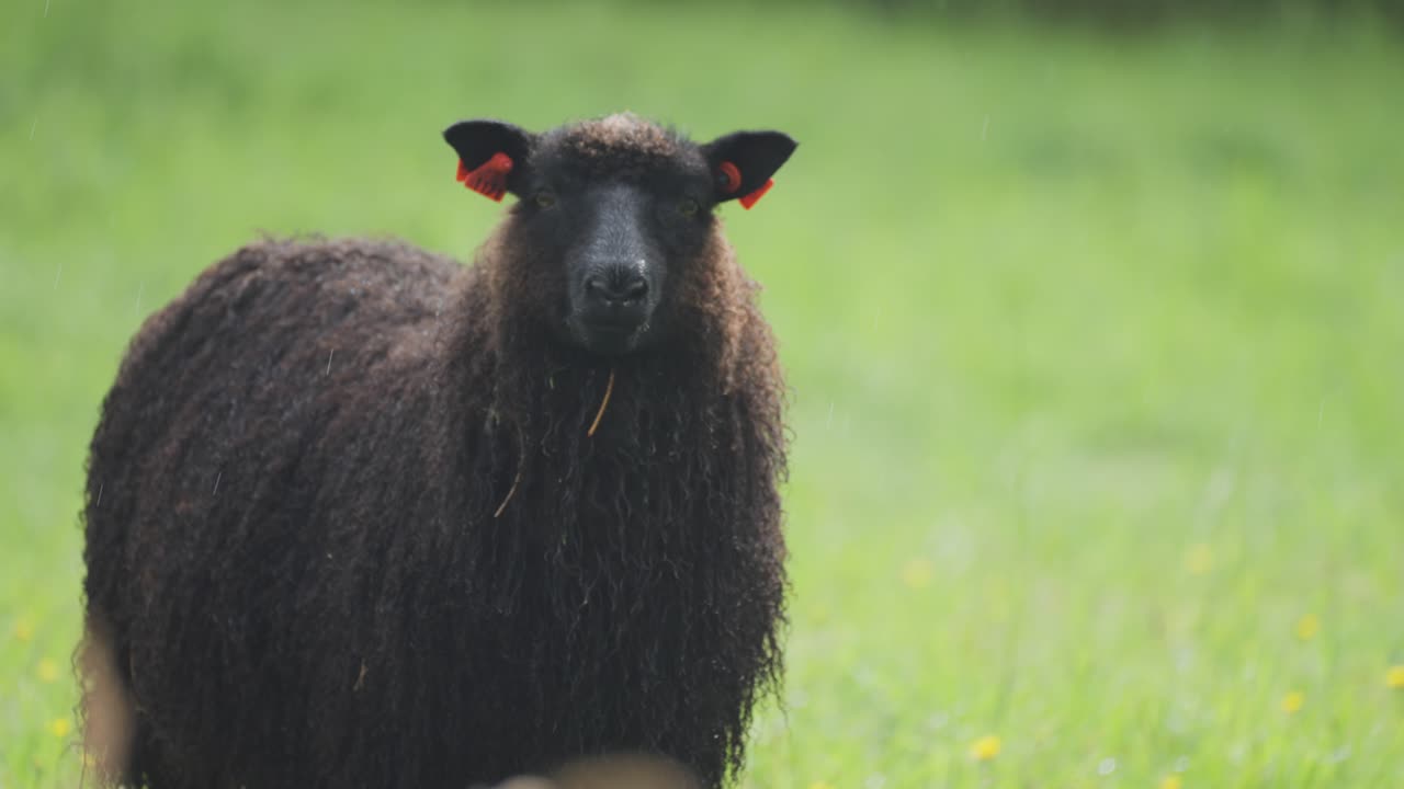 Un primo piano di una pecora nera lanosa su un prato verde lussureggiante.