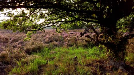 Langsamer-Schuss-Und-Wandern-In-Lila-Blühender-Heide,-Nationalpark-De-Meinweg,-Niederlande---4k60p