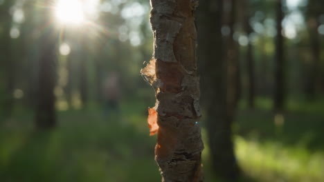 Sunbeams peering through the forest behind a close-up of tree bark texture