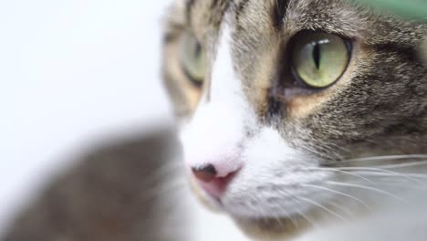 calico kitty in slow motion looks to left of screen and then down