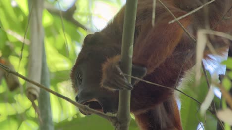 howler monkey clinging to branch showing pointed teeth yawning - tripod medium