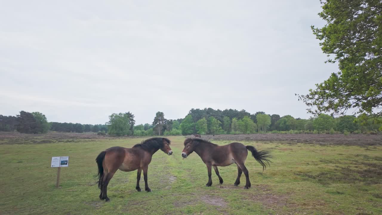dos ponies salvajes de los páramos criando y pateando caballos juegan confrontación
