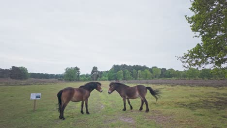 Dos-Ponis-Salvajes-De-Brezales-Criando-Y-Pateando-Confrontación-De-Juego-Equino