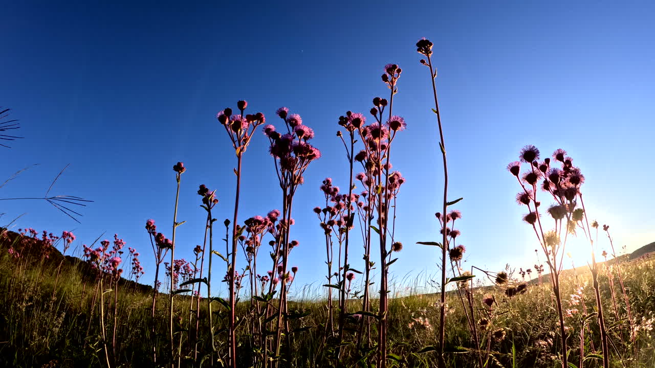Sunset time lapse through tall pink flowers and wild grasses, peaceful atmosphere